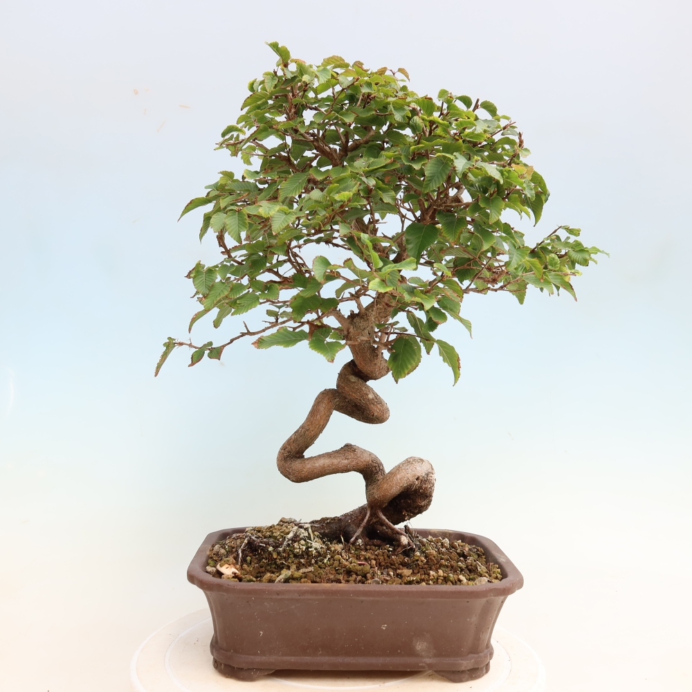 Bonsai da esterno -Carpinus CARPINOIDES - Carpino coreano