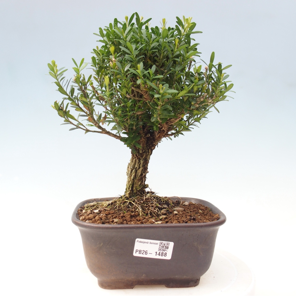 Camera bonsai - Buxus harlandii - buxus da sughero