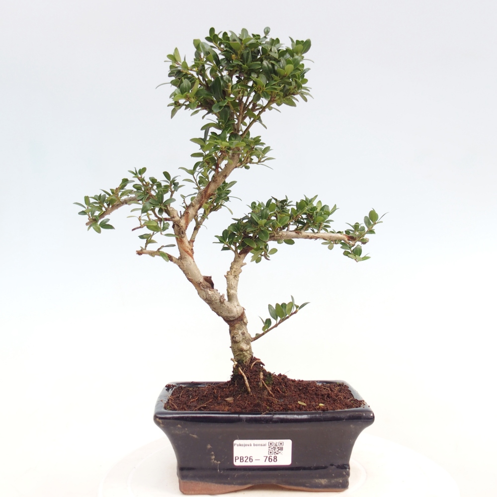 Camera bonsai - Ilex crenata - Agrifoglio