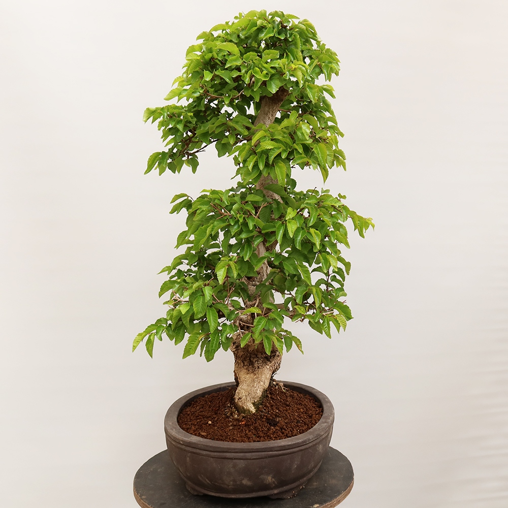 Bonsai da esterno -Carpinus Coreana - Carpino coreano