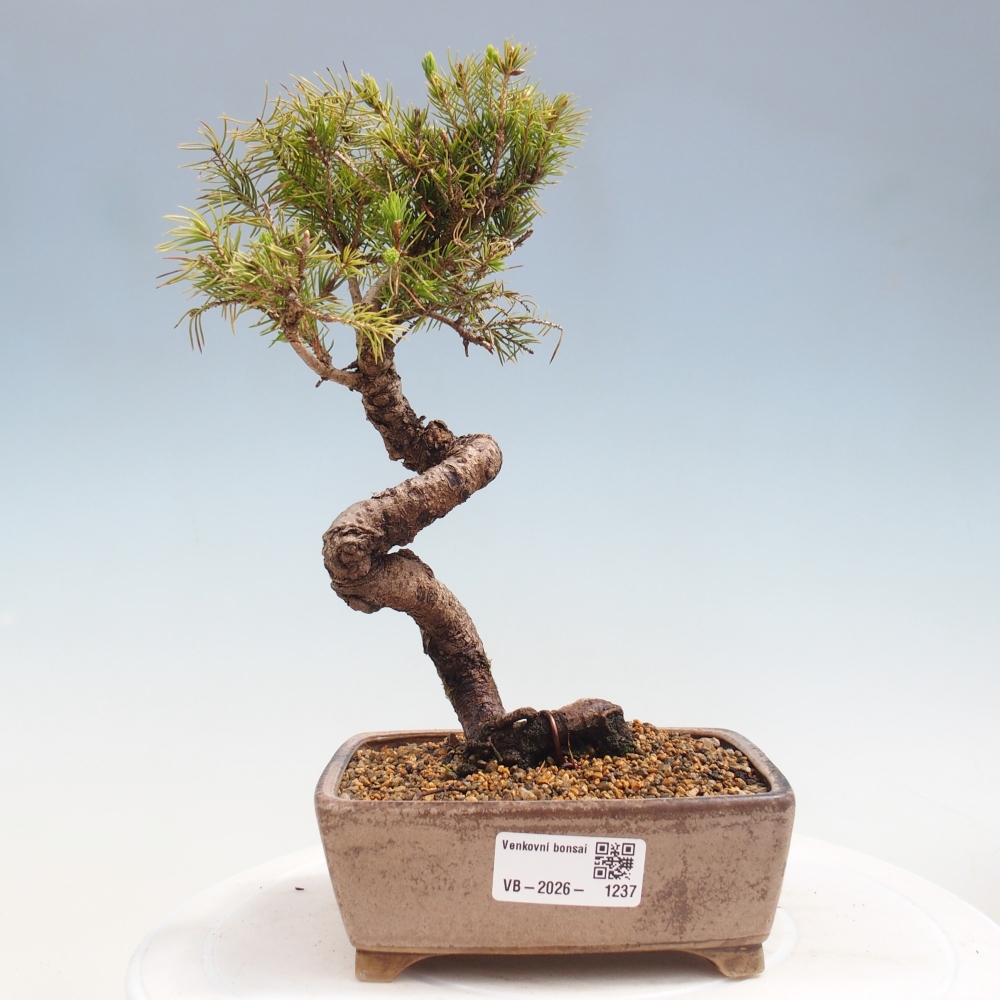 Bonsai da esterno - Abete rosso - Picea glauca globo