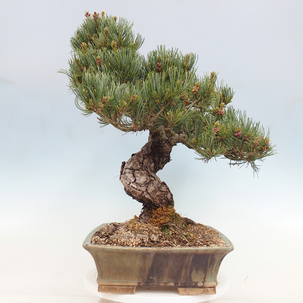 Bonsai da esterno - Pinus parviflora - Pinus parviflora