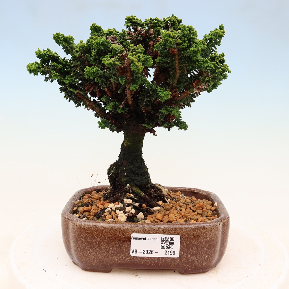 Bonsai da esterno - Cham. obtusa SEKKA HINOKI - Cipresso