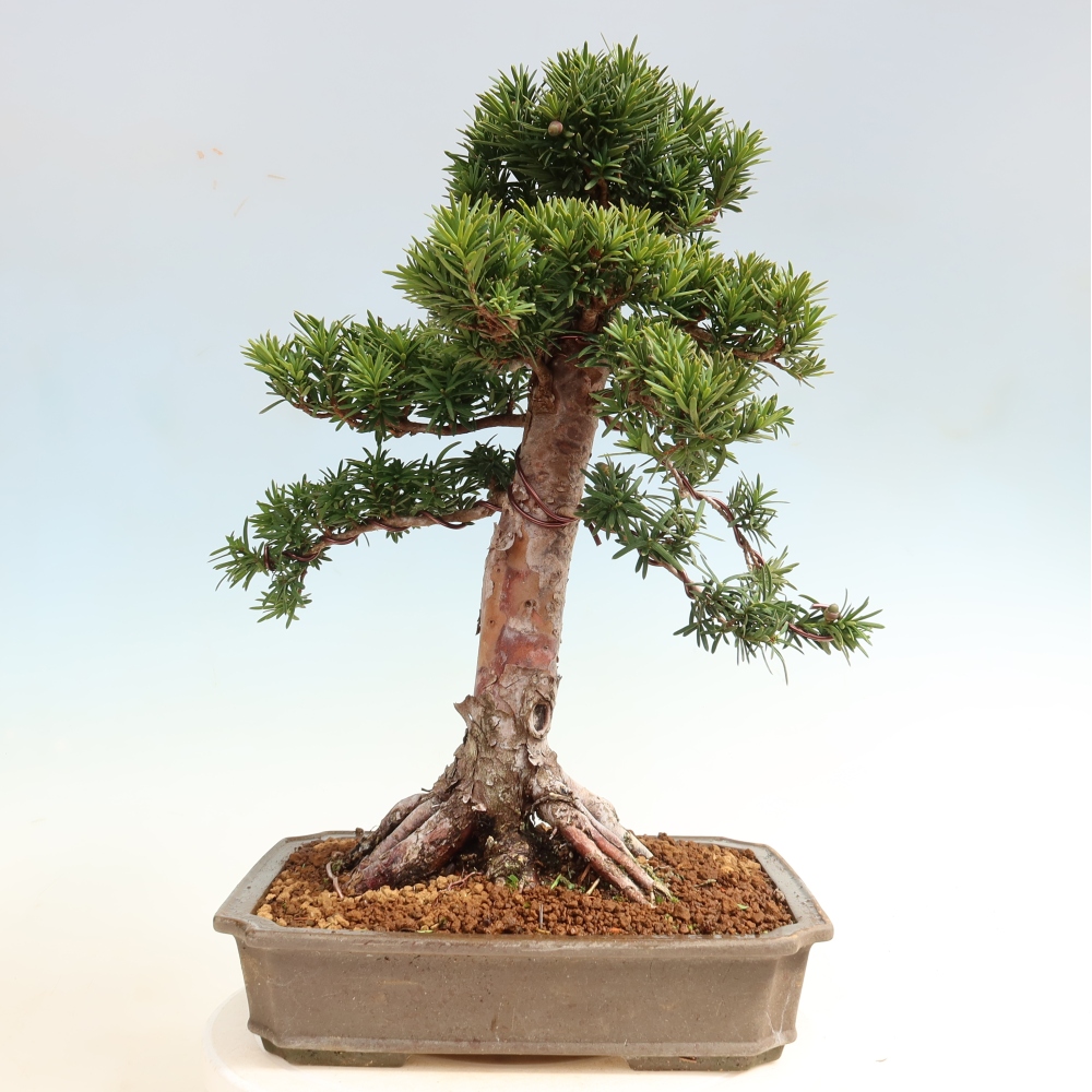 Bonsai da esterno - Taxus cuspidata - Tasso giapponese