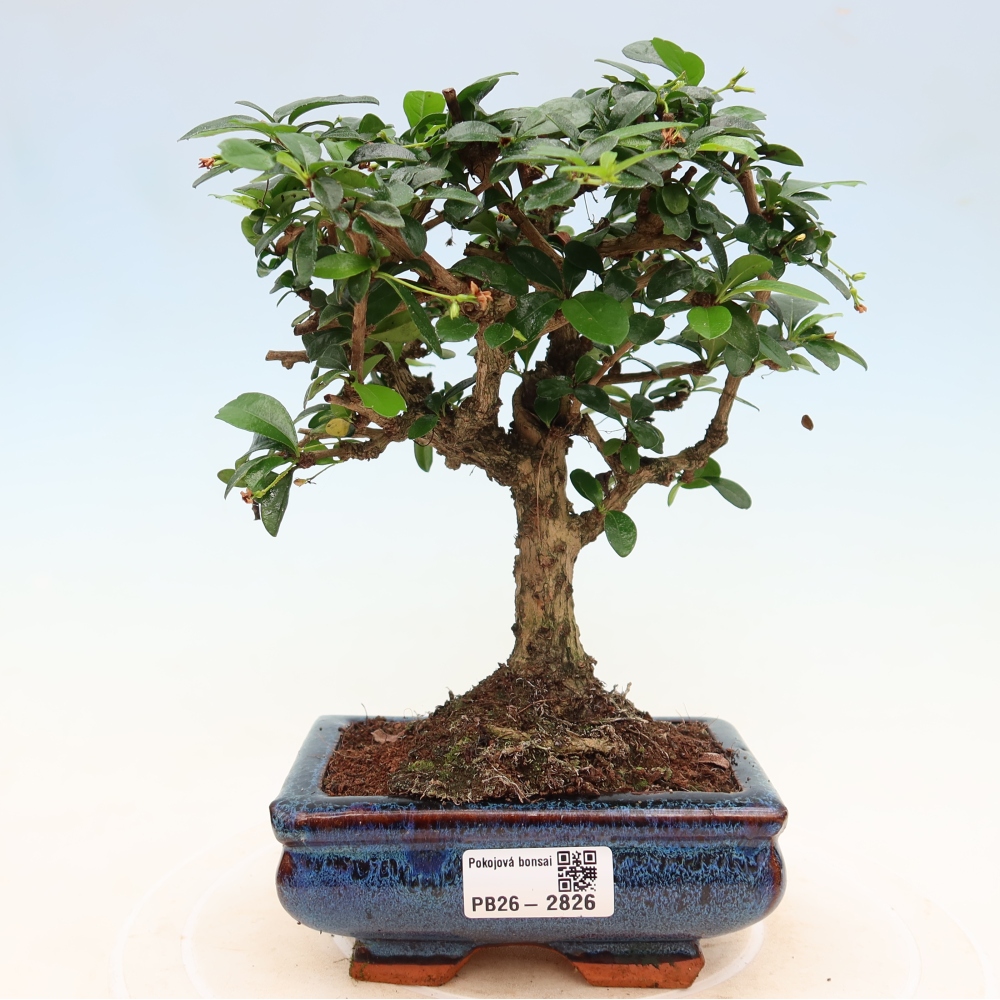 Camera bonsai - Carmona macrophylla - Tea fuki