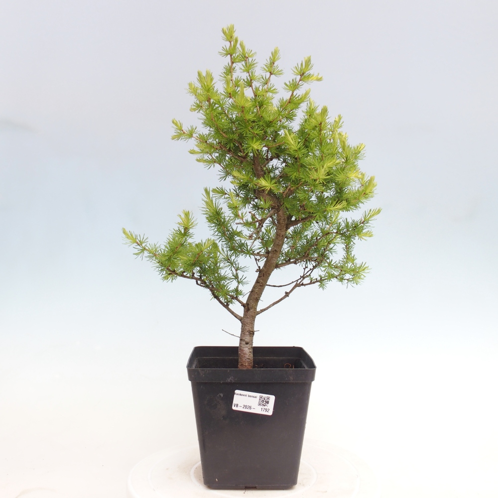 Bonsai da esterno -Larix decidua - Larice
