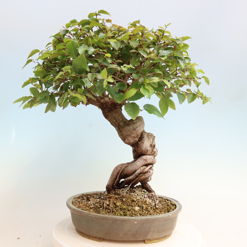 Bonsai da esterno -Carpinus CARPINOIDES - Carpino coreano