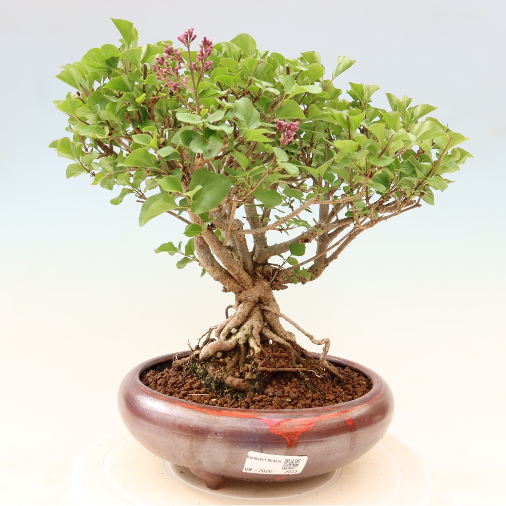 Bonsai da esterno - Syringa microphylla - lillà a fiore piccolo