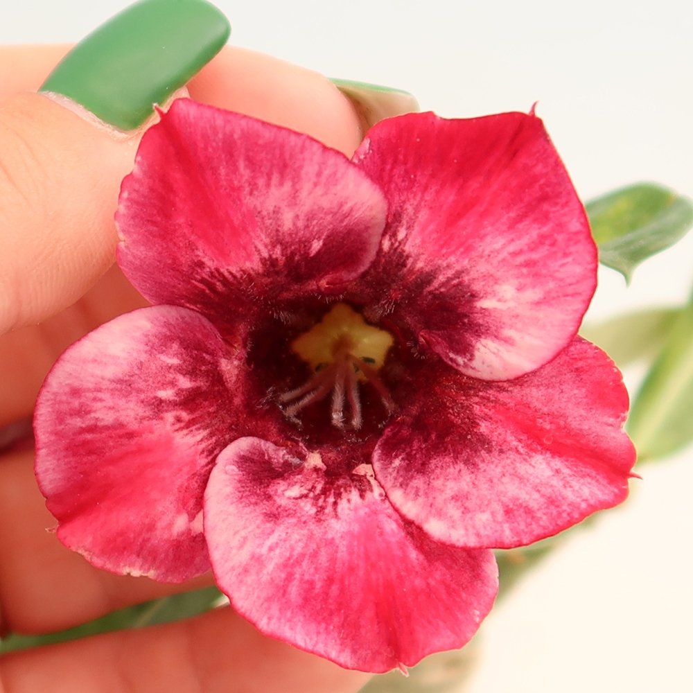 Bonsai da interno - Adenium obesum innestato Mumbai Pink Diamond  - Rosa del deserto