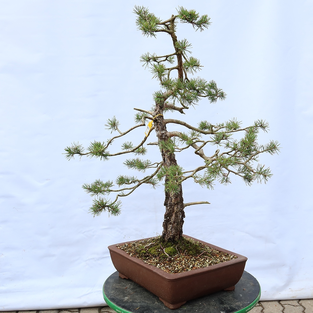 Pinus sylvestris Spagna - pino silvestre