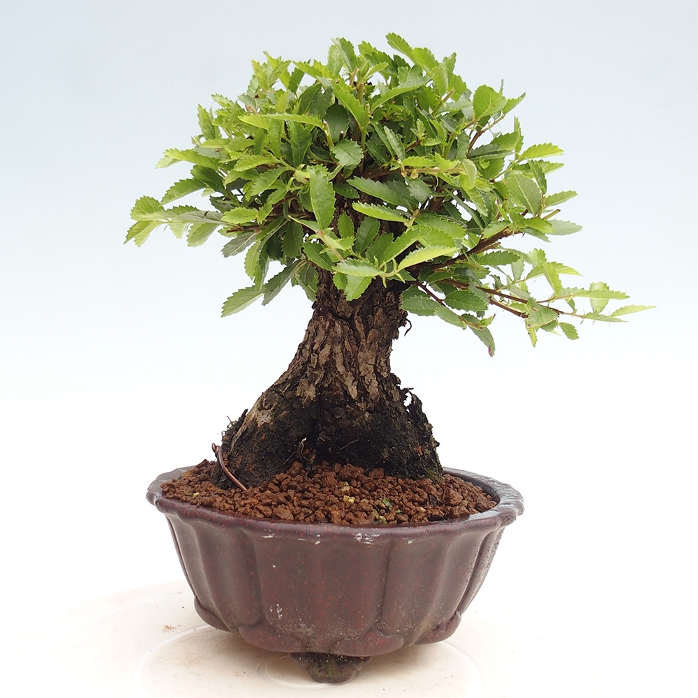 Bonsai da esterno - Zelkova - Zelkova NIRE