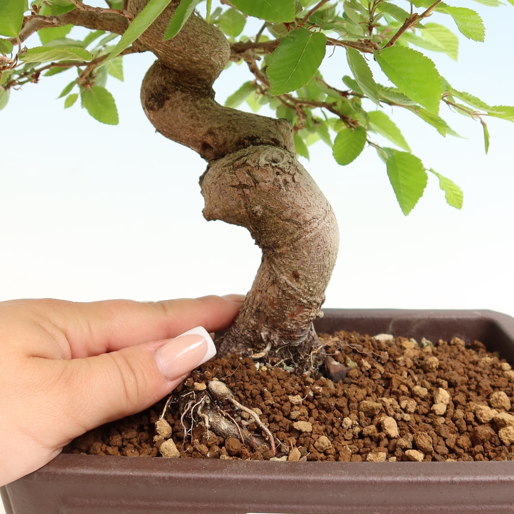 Bonsai da esterno -Carpinus Coreana - Carpino coreano