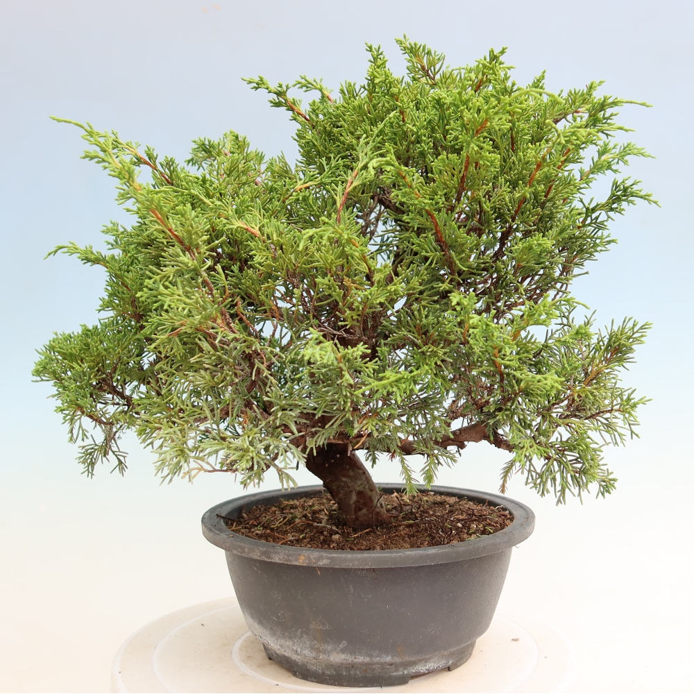 Bonsai da esterno - Juniperus chinensis Itoigawa-Juniperus chinensis