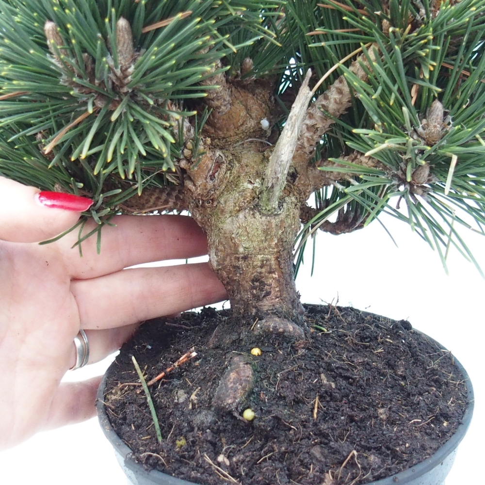 Bonsai da esterno - Pinus thunbergii senjyumaru - Pino di Thunberg