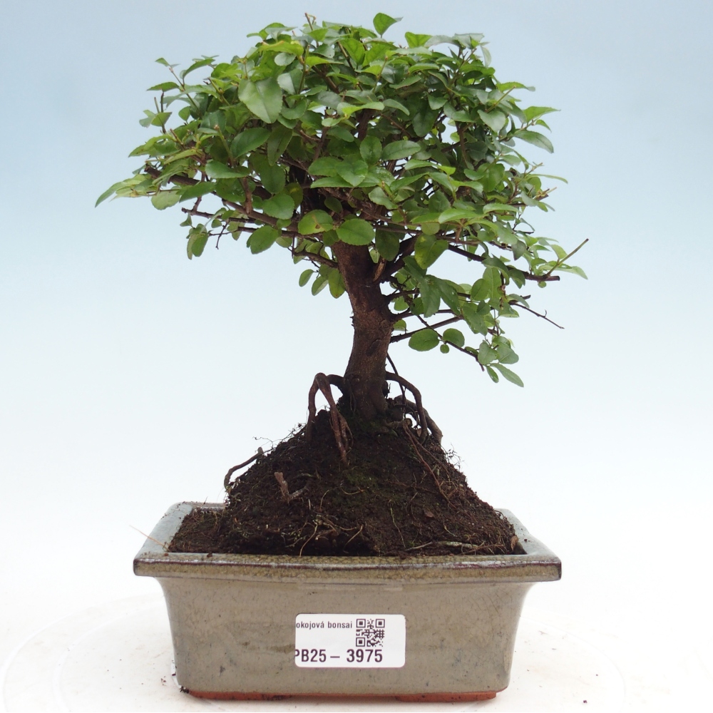 Camera bonsai - Sageretia thea - Sageretia thea
