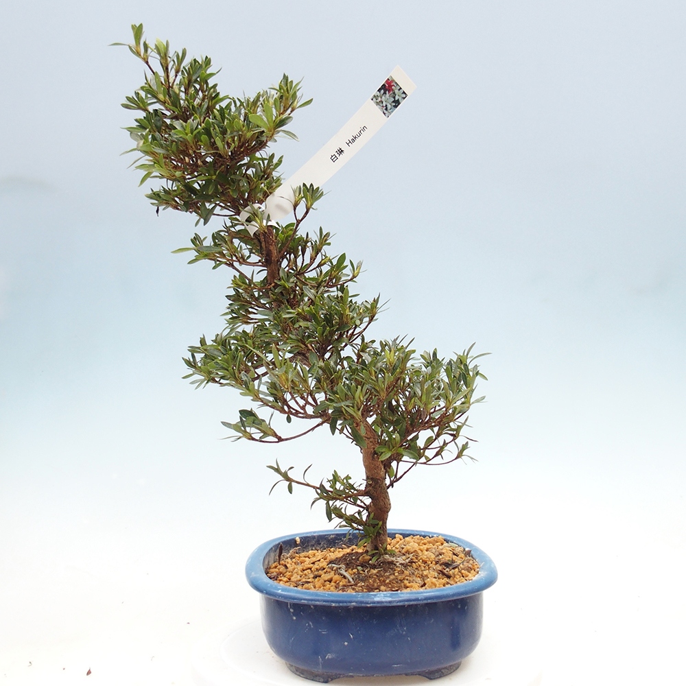 Bonsai da esterno - Azalea giapponese - Azalea Hakurin
