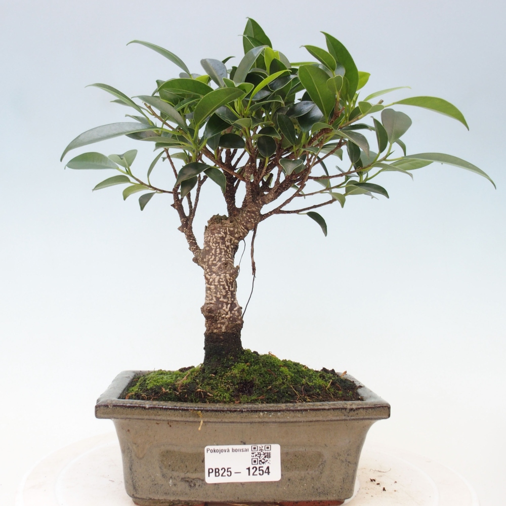 Camera bonsai - Ficus retusa - ficus a foglie piccole