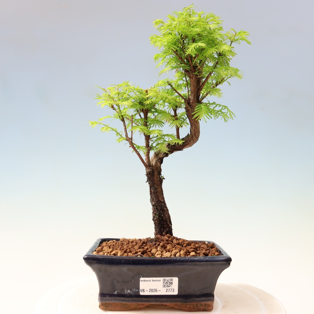 Bonsai da esterno - Metasequoia glyptostroboides - Metasequoia cinese