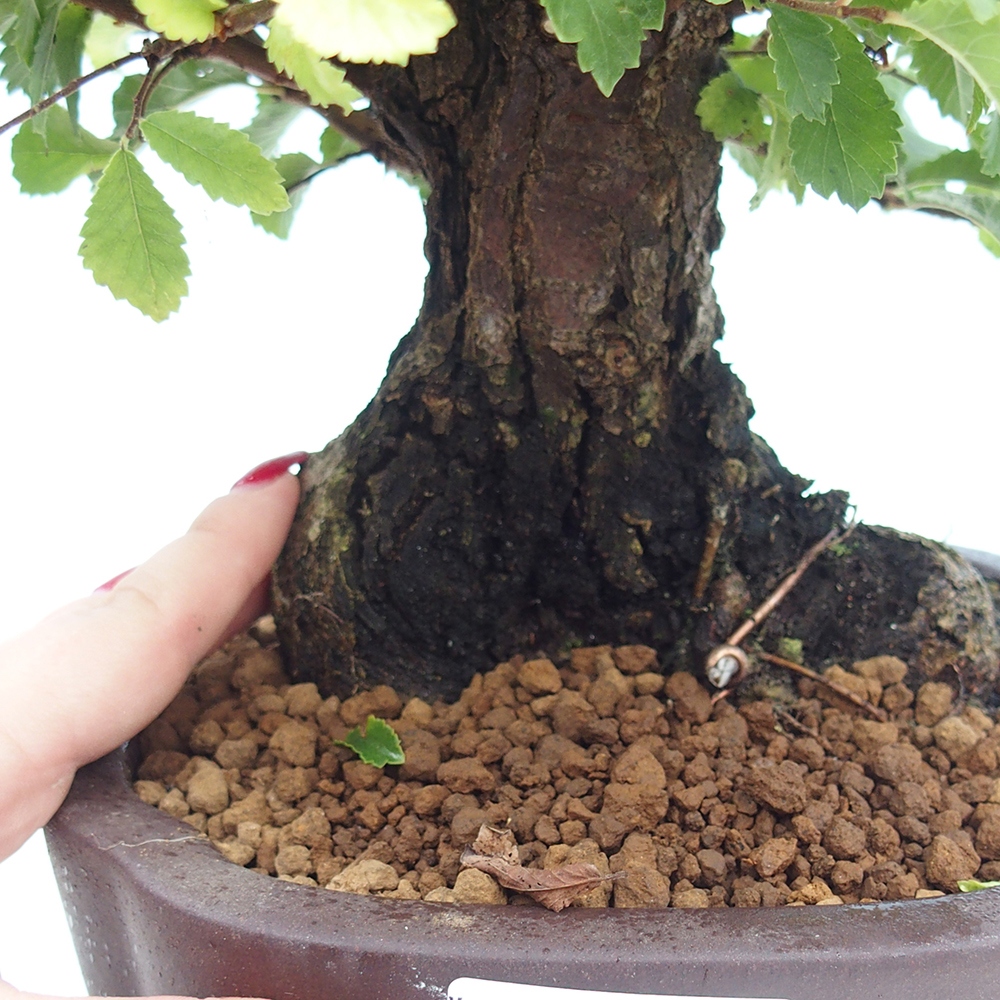 Bonsai da esterno - Zelkova - Zelkova NIRE