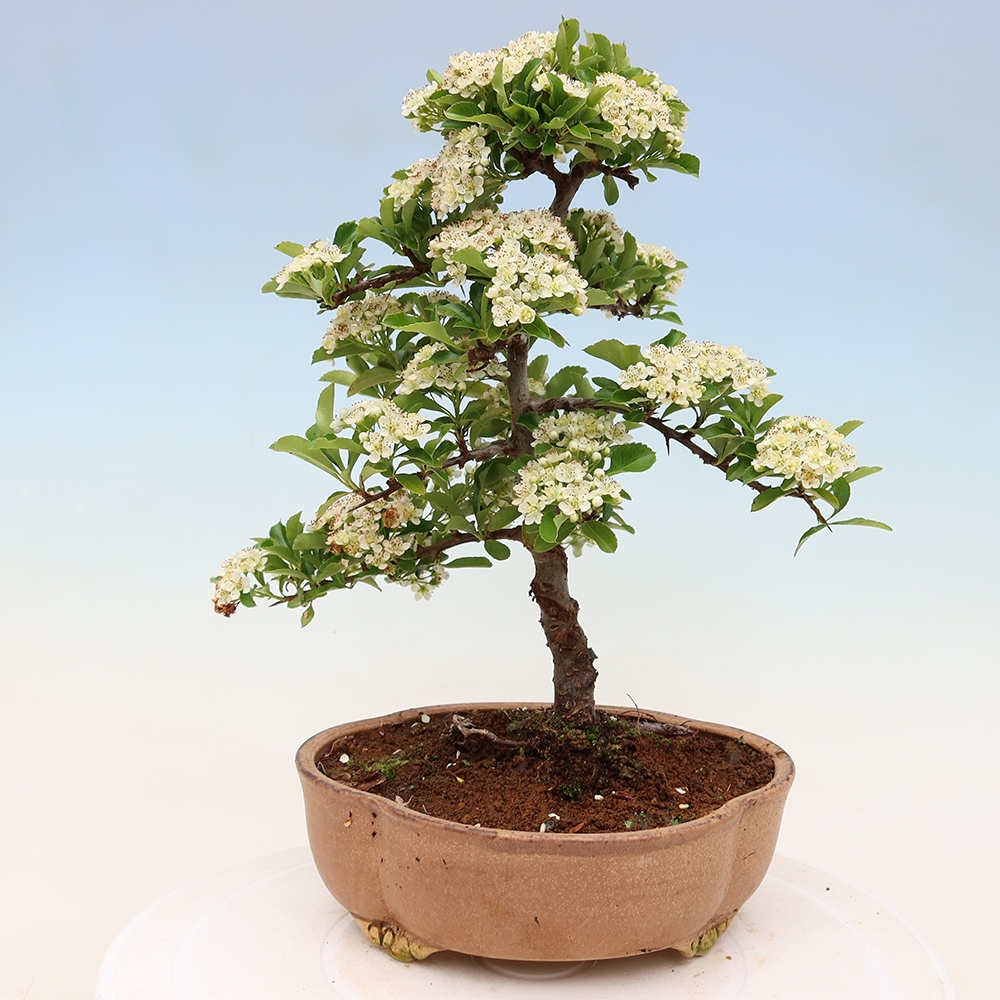 Bonsai da esterno - Pyracantha teton - Pyracantha scarlatta