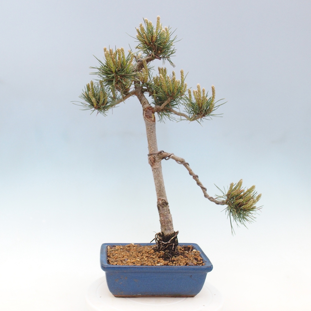 Bonsai da esterno - Pinus Sylvestris Watererri - Pino silvestre