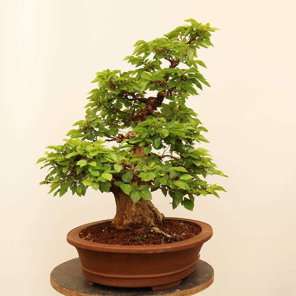 Bonsai da esterno -Carpinus Coreana - Carpino coreano