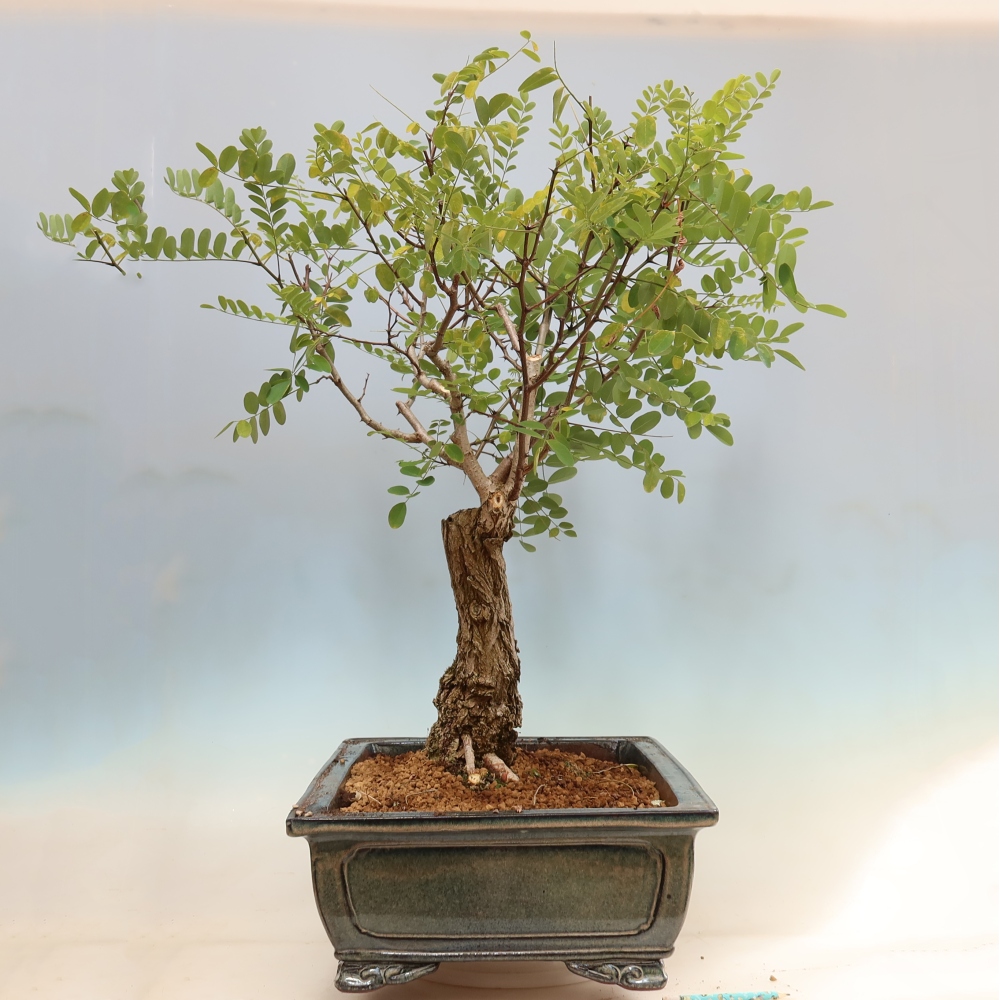 Bonsai da esterno - Acacia spinosa - Robinia pseudoacacia