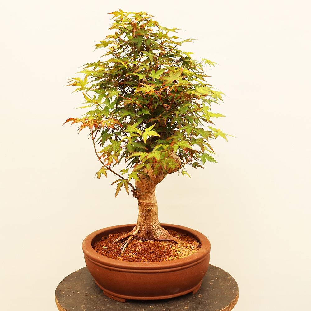 Bonsai da esterno - Acero palmatum - Palme