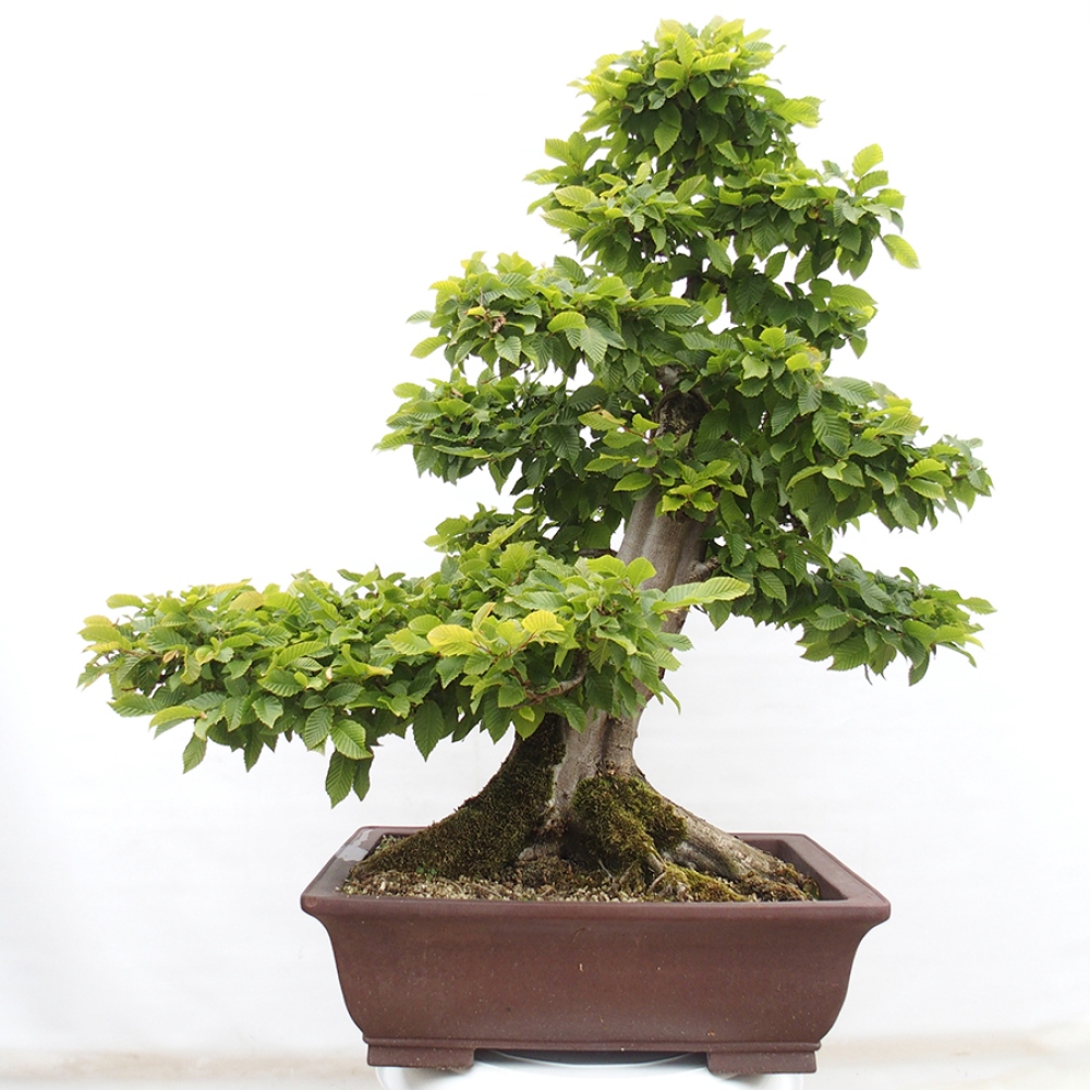 Bonsai da esterno - Carpino - Carpinus betulus