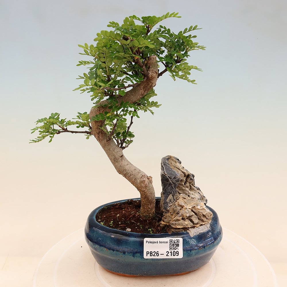 Camera bonsai - Zantoxylum piperitum - albero del pepe