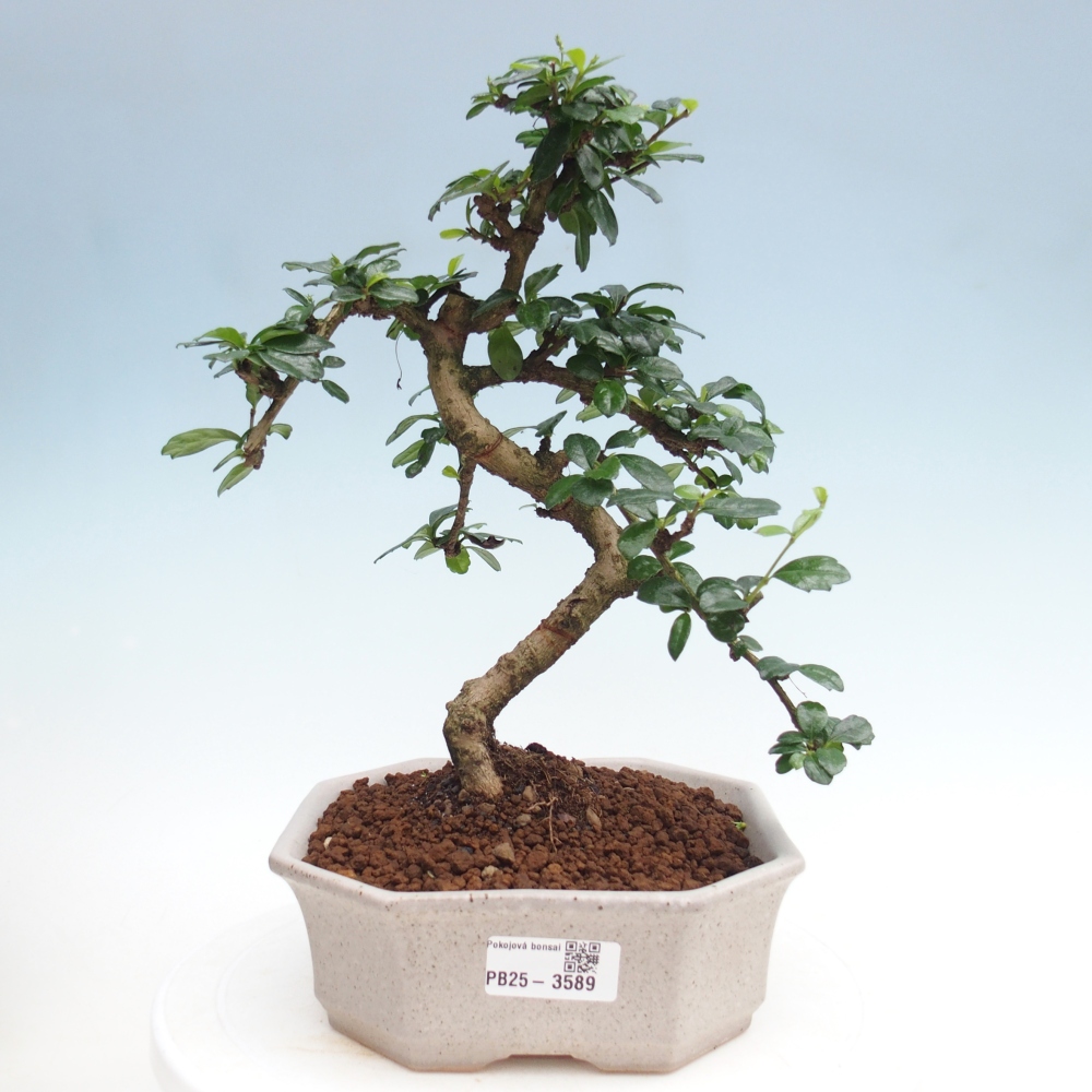 Camera bonsai - Carmona macrophylla - Tea fuki