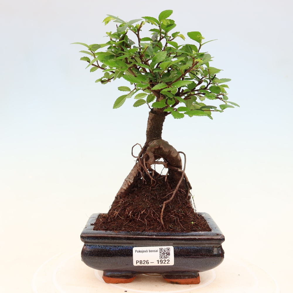 Camera bonsai - Ulmus parvifolia - Olmo a foglie piccole