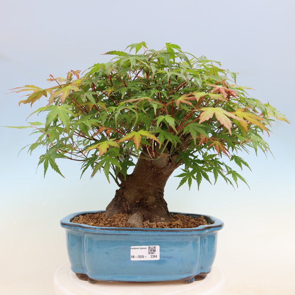 Bonsai da esterno - Acero Burger - Acer Burgerianum
