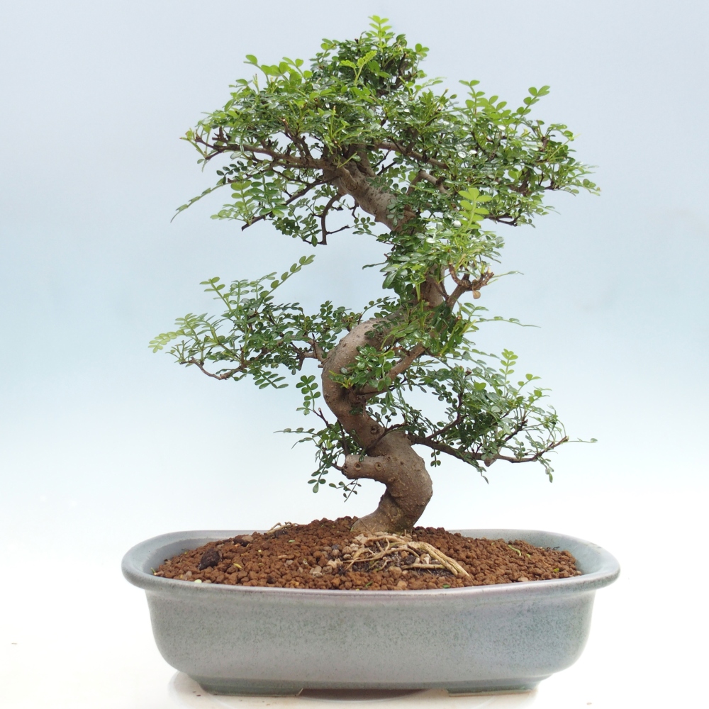 Camera bonsai - Zantoxylum piperitum - albero del pepe
