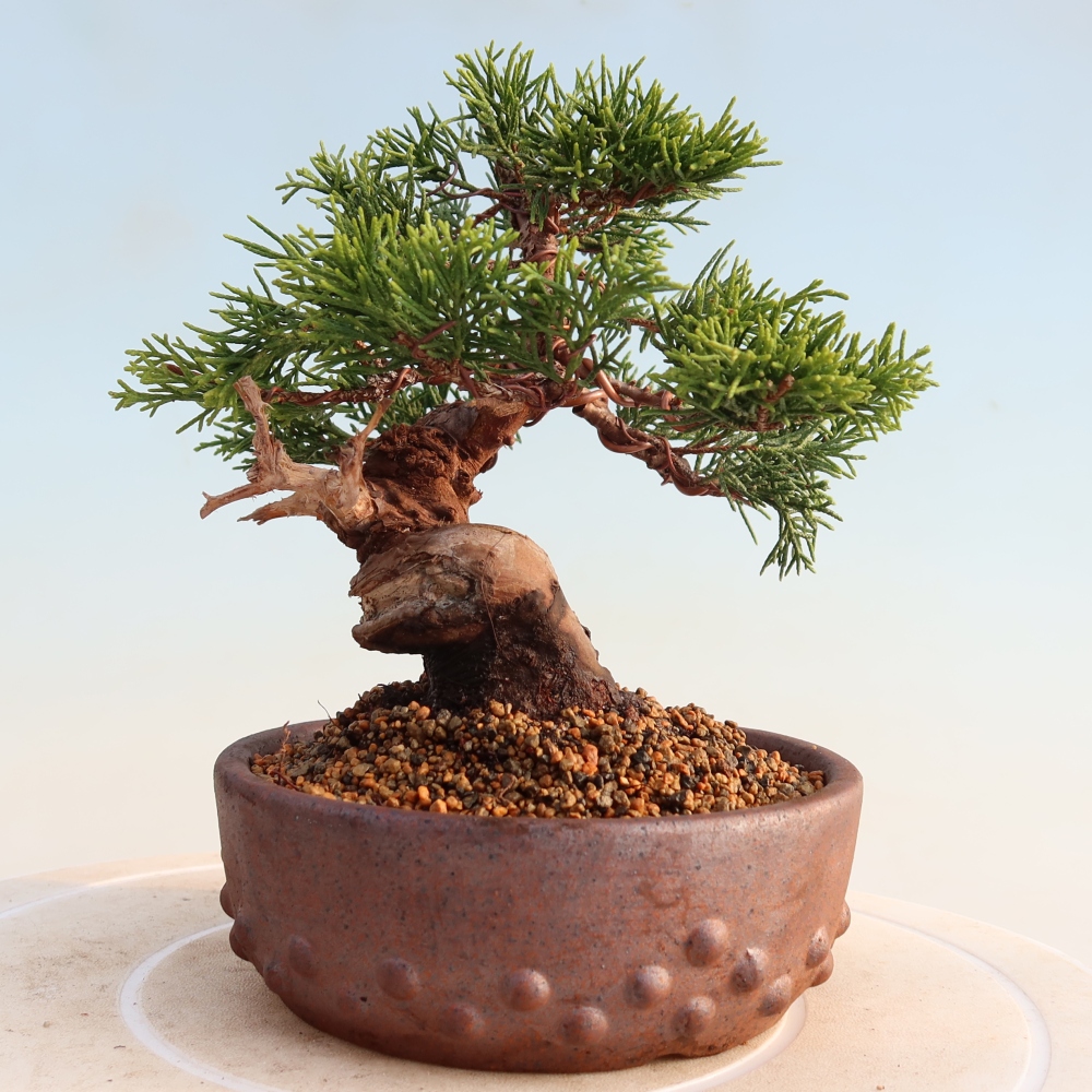 Bonsai da esterno - Juniperus chinensis Itoigawa