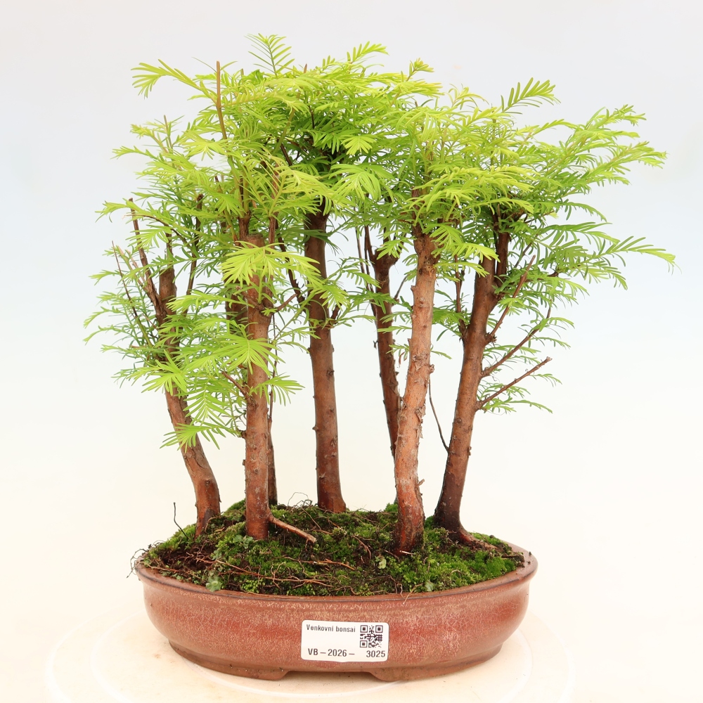Bonsai da esterno - Metasequoia glyptostroboides - Metasequoia cinese - boschetto