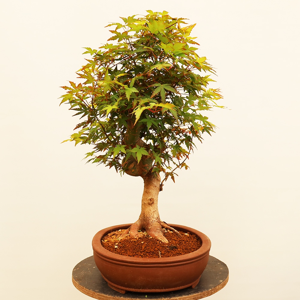 Bonsai da esterno - Acero palmatum - Palme