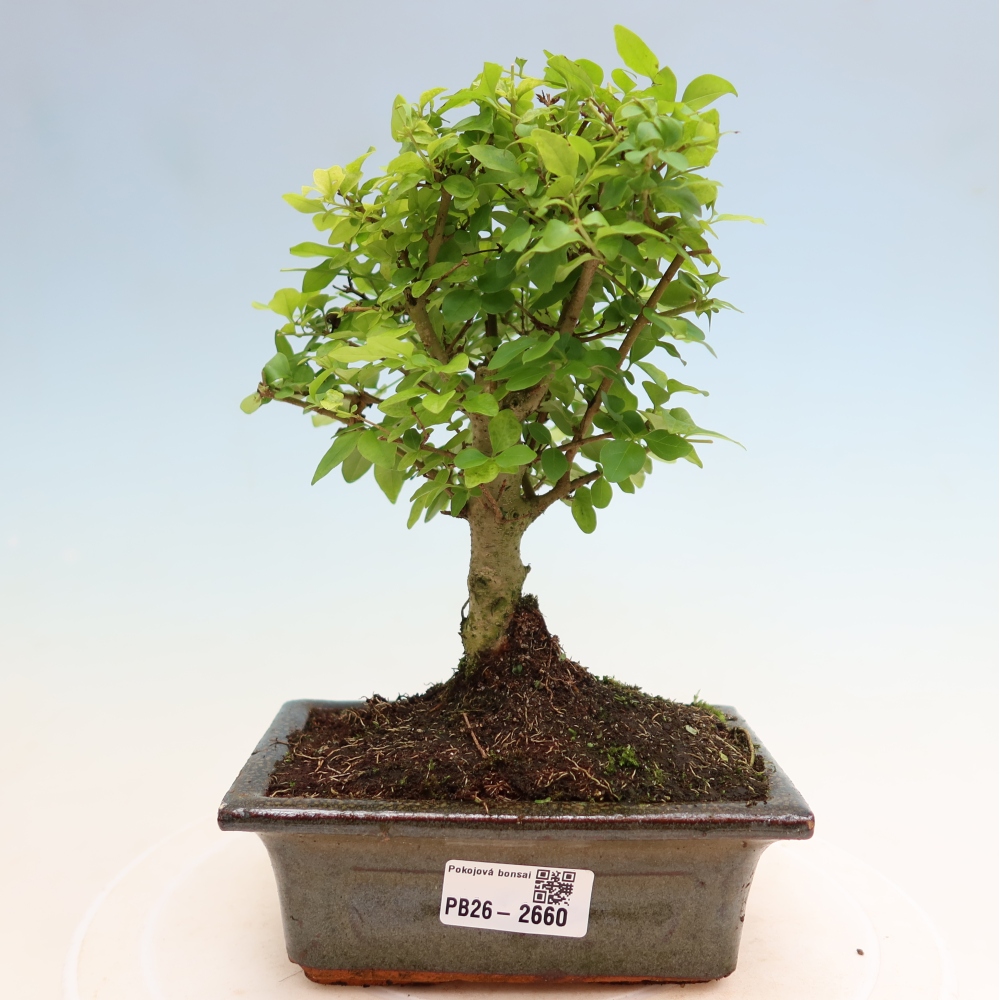 Camera bonsai -Ligustrum chinensis - Becco d'uccello