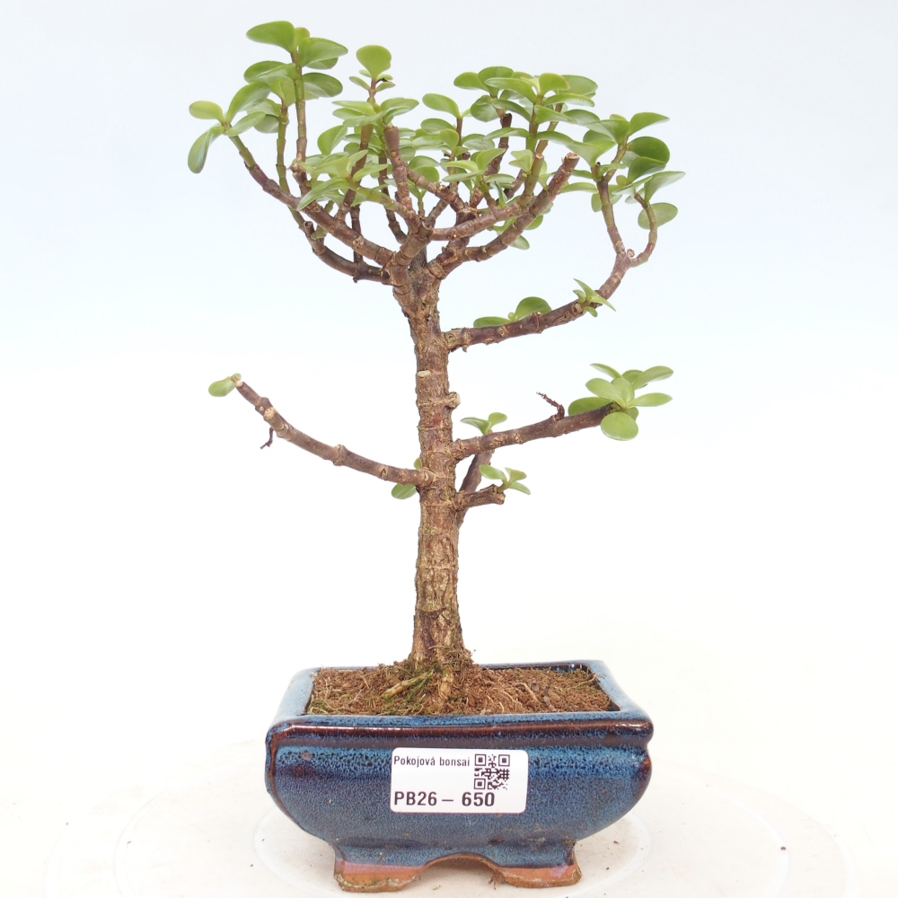 Camera bonsai - Portulakaria Afra - Tlustice