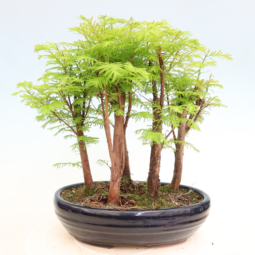 Bonsai da esterno - Metasequoia glyptostroboides - Metasequoia cinese - boschetto