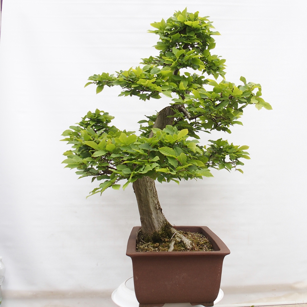 Bonsai da esterno - Carpino - Carpinus betulus