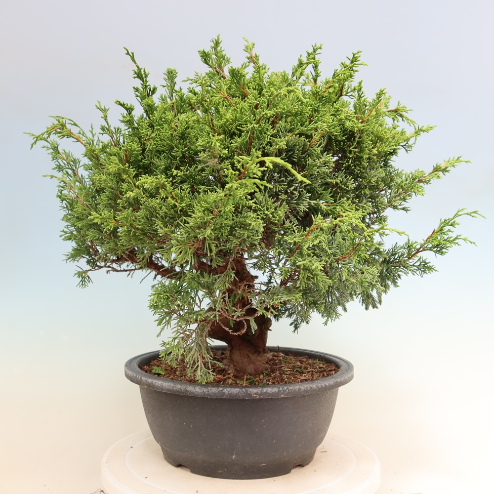 Bonsai da esterno - Juniperus chinensis Itoigawa-Juniperus chinensis