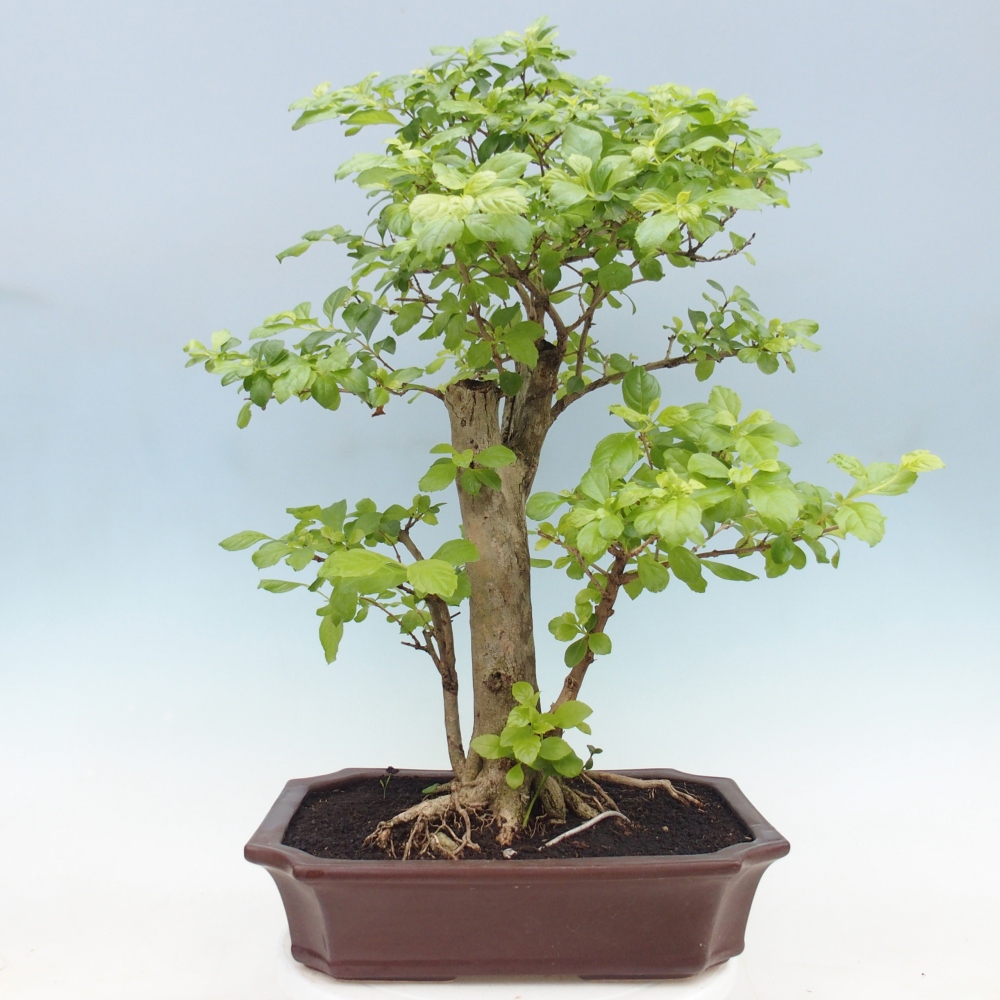 Camera bonsai - Duranta erecta Aurea