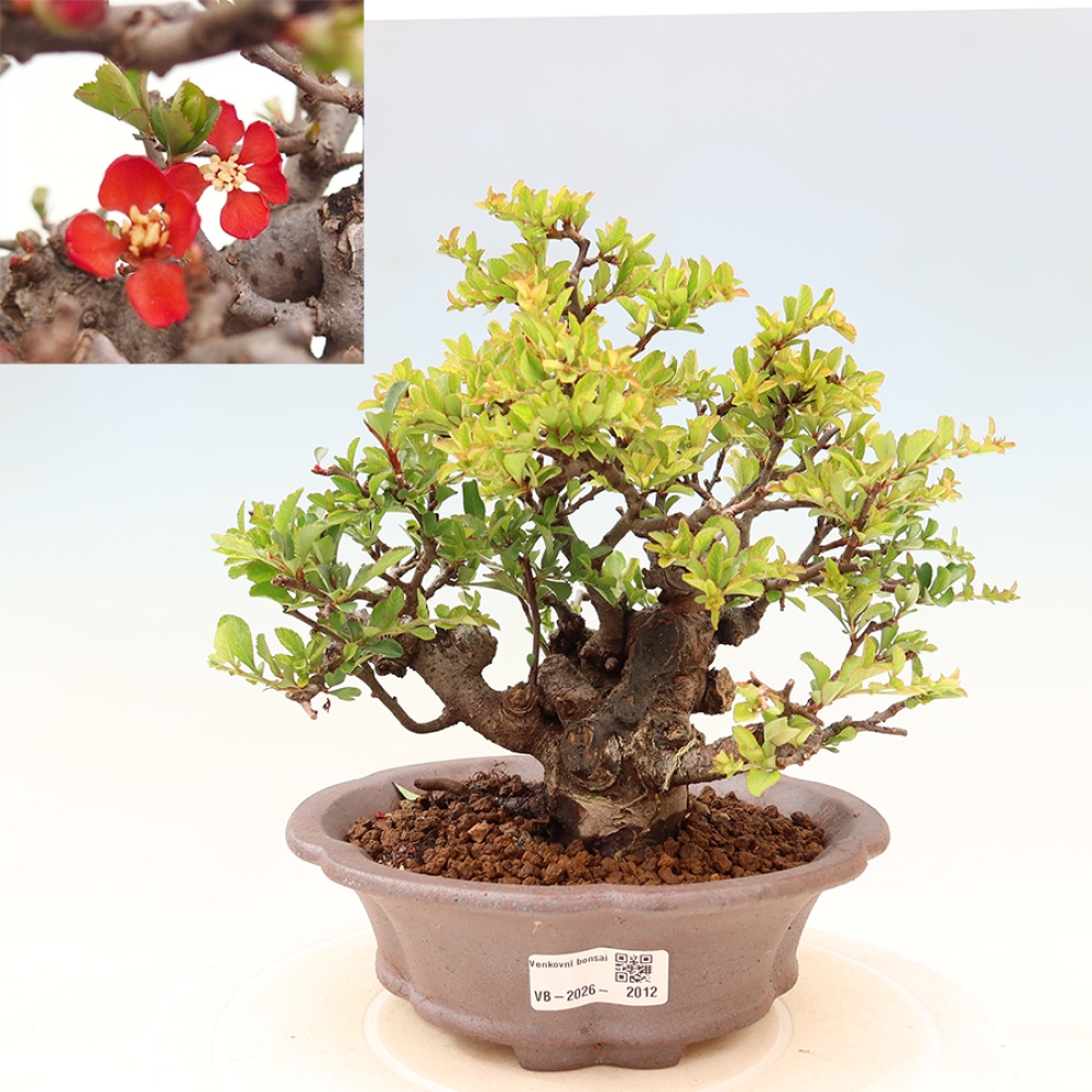 Bonsai da esterno - Chaneomeles speciosa Chojubai