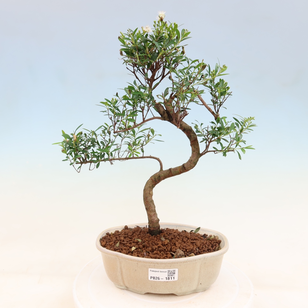 Camera bonsai - Syzygium - Pimento