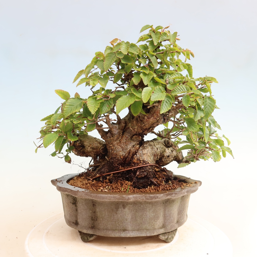 Bonsai da esterno -Carpinus CARPINOIDES - Carpino coreano