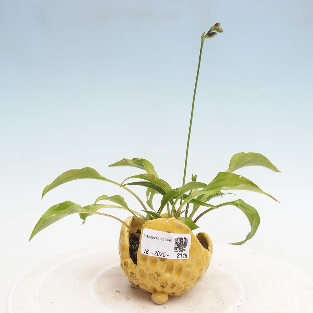 Bonsai da esterno - Mini Hosta - Bohyška