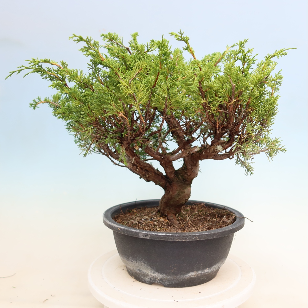 Bonsai da esterno - Juniperus chinensis Itoigawa-Juniperus chinensis