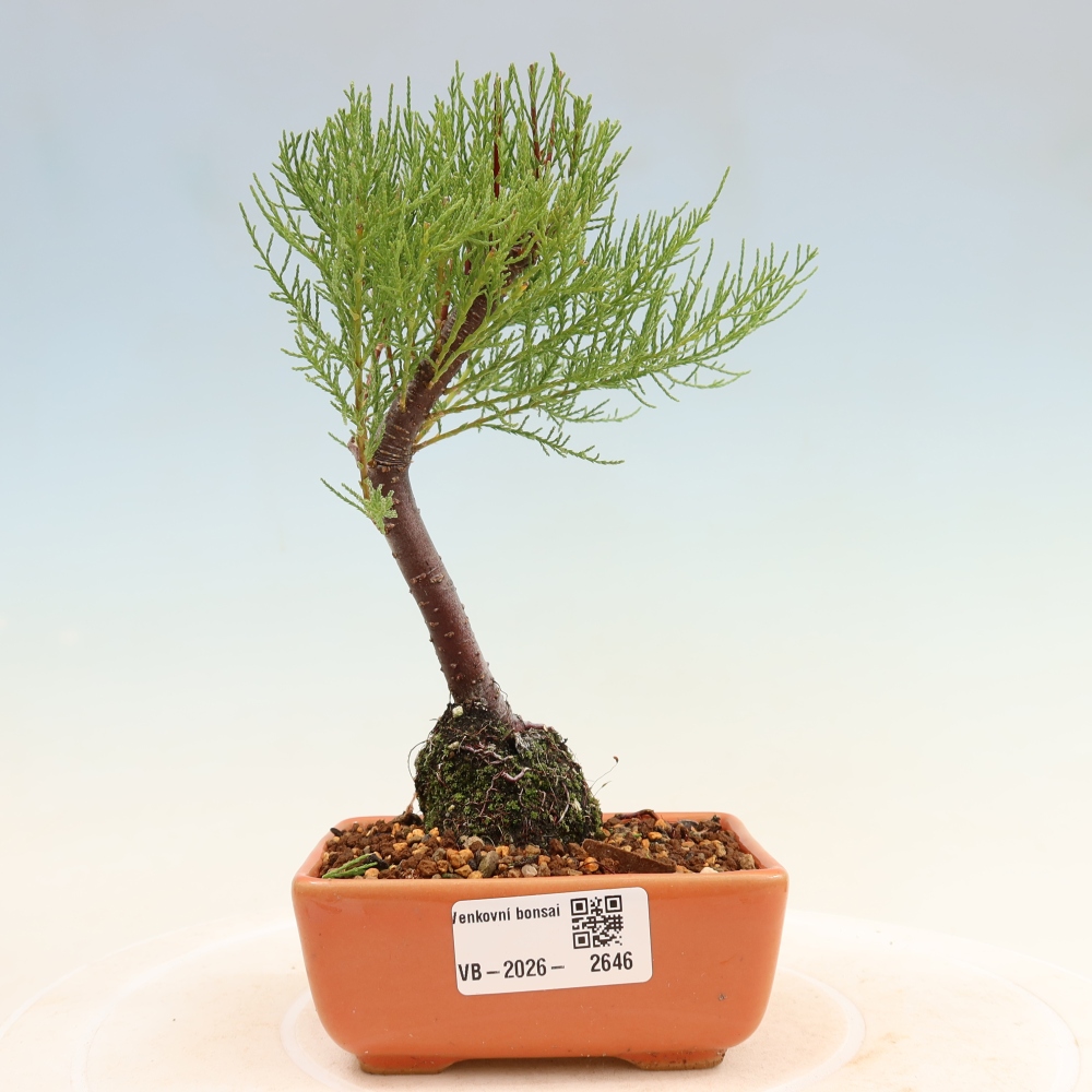 Bonsai da esterno - Tamarisco - Tamarix