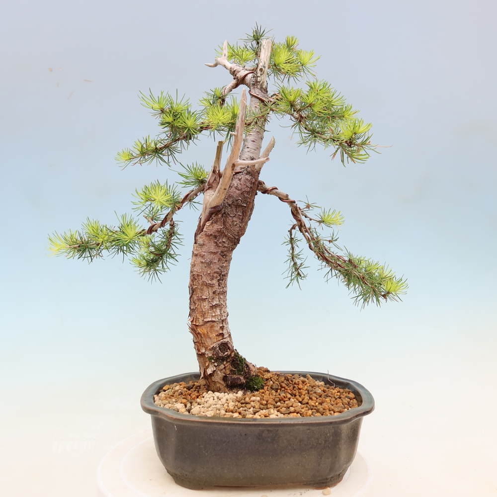 Bonsai da esterno -Larix decidua - Larice